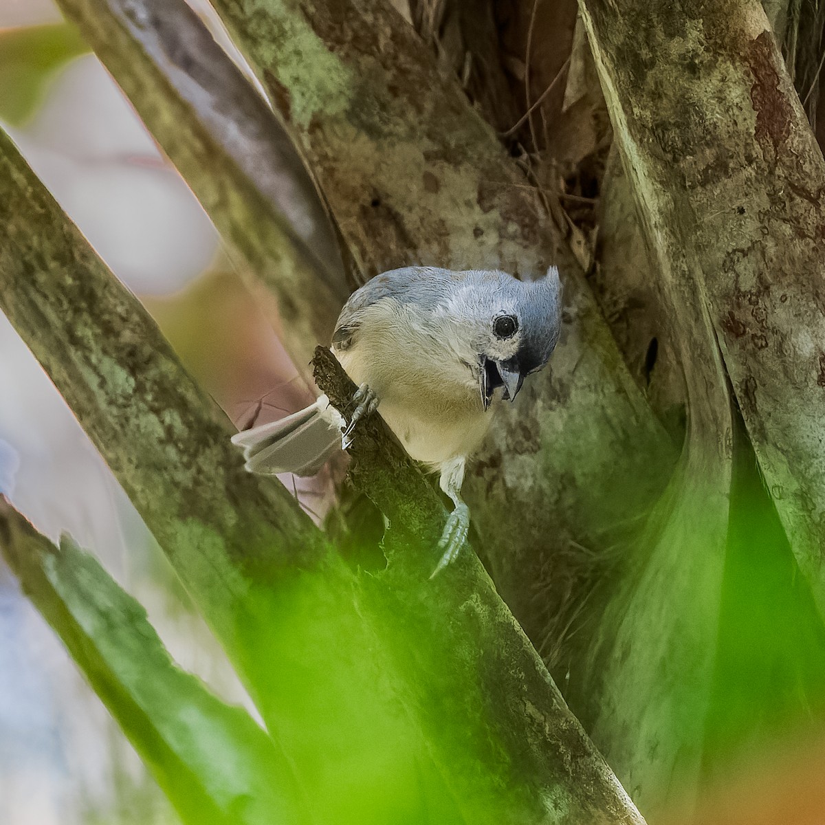 Tufted Titmouse - ML619921804