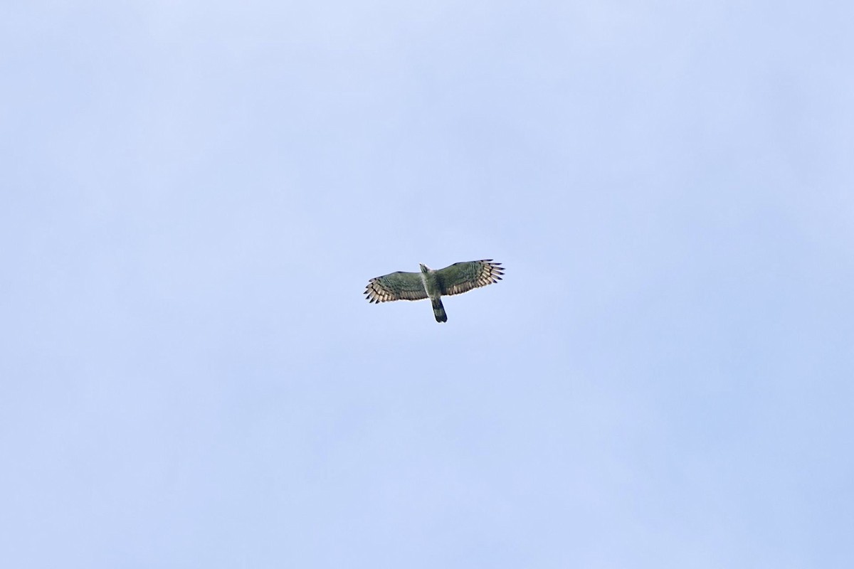 Oriental Honey-buzzard - ML619921812