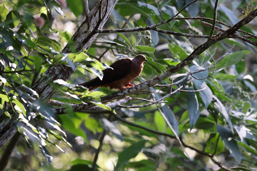 Brown Cuckoo-Dove - ML619921820