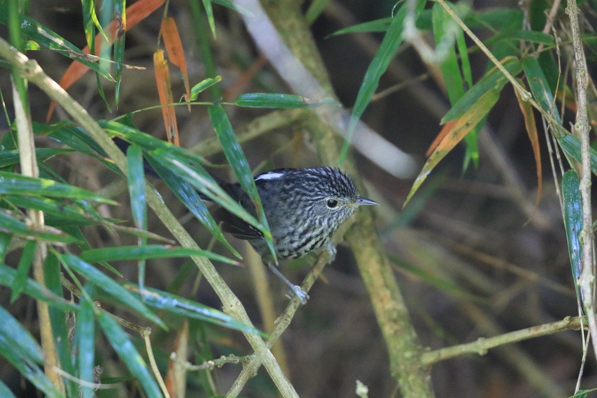 Dusky-tailed Antbird - ML619921822