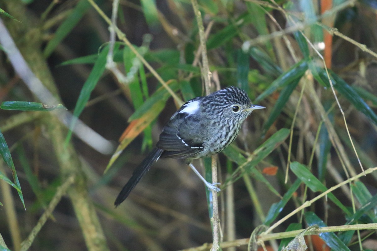 Dusky-tailed Antbird - ML619921824