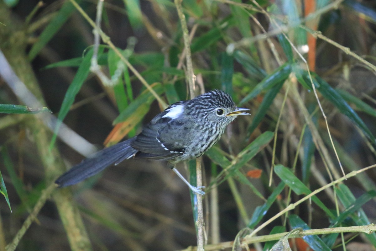 Dusky-tailed Antbird - ML619921825