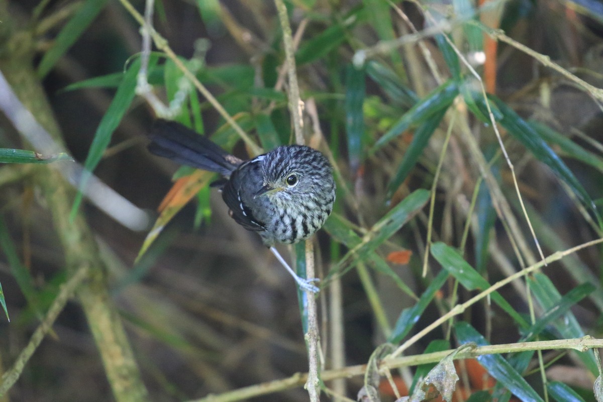Dusky-tailed Antbird - ML619921826