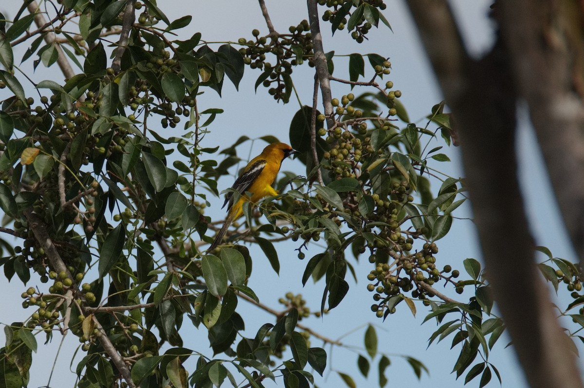 Orange Oriole - ML619921838