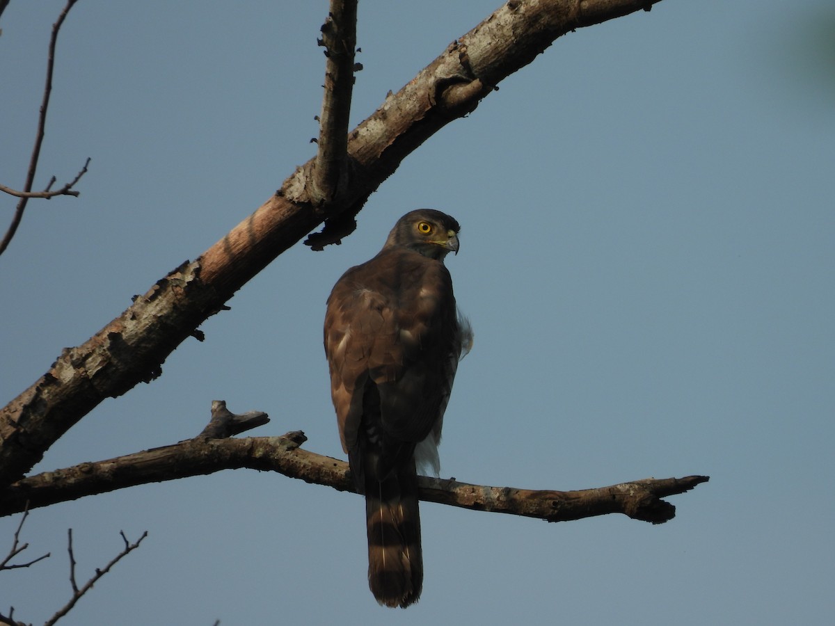 Crested Goshawk - ML619921842