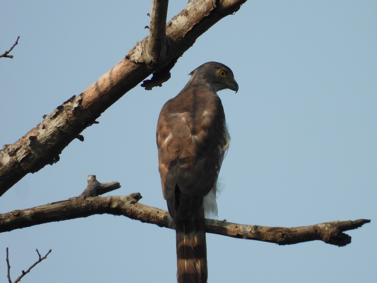 Crested Goshawk - ML619921843