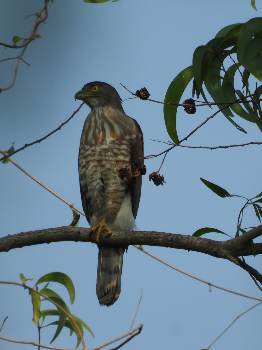 Crested Goshawk - ML619921845