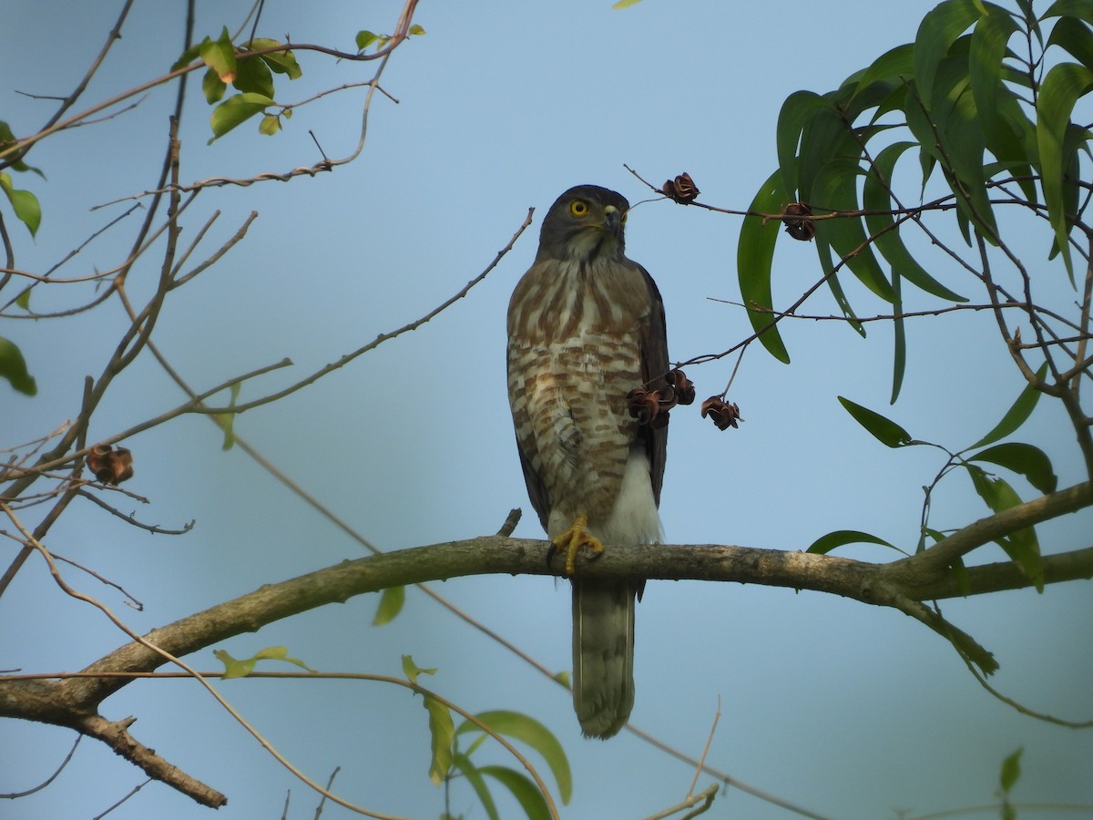 Crested Goshawk - ML619921846