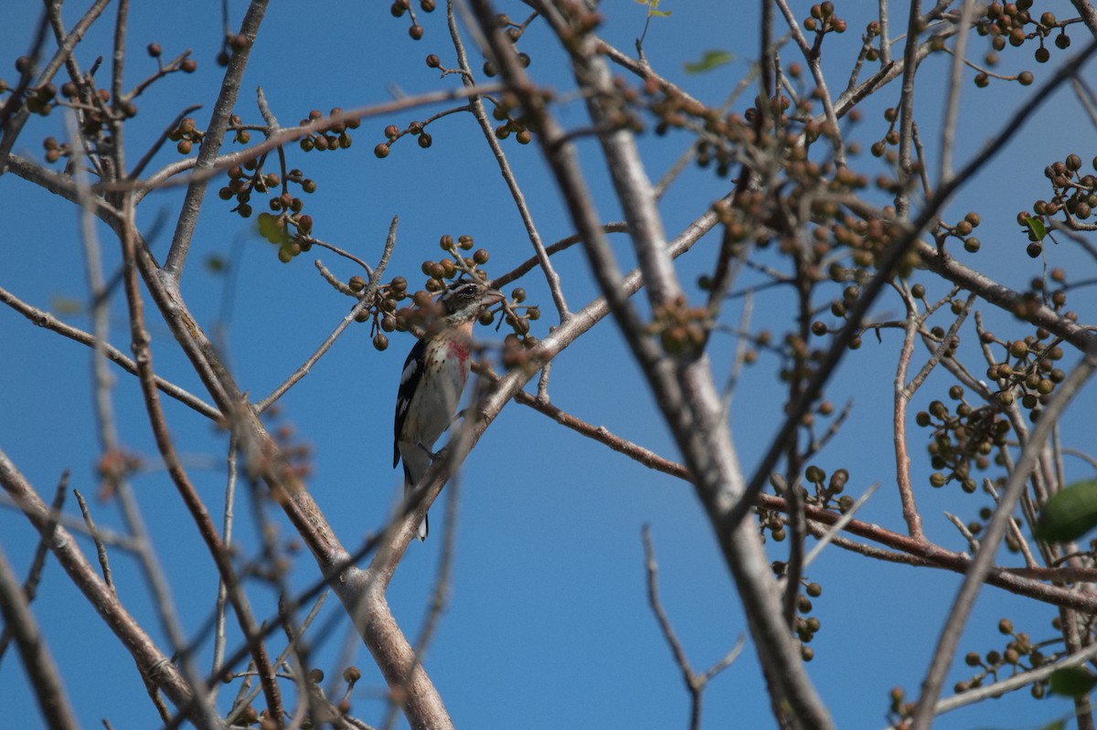 Cardinal à poitrine rose - ML619921848