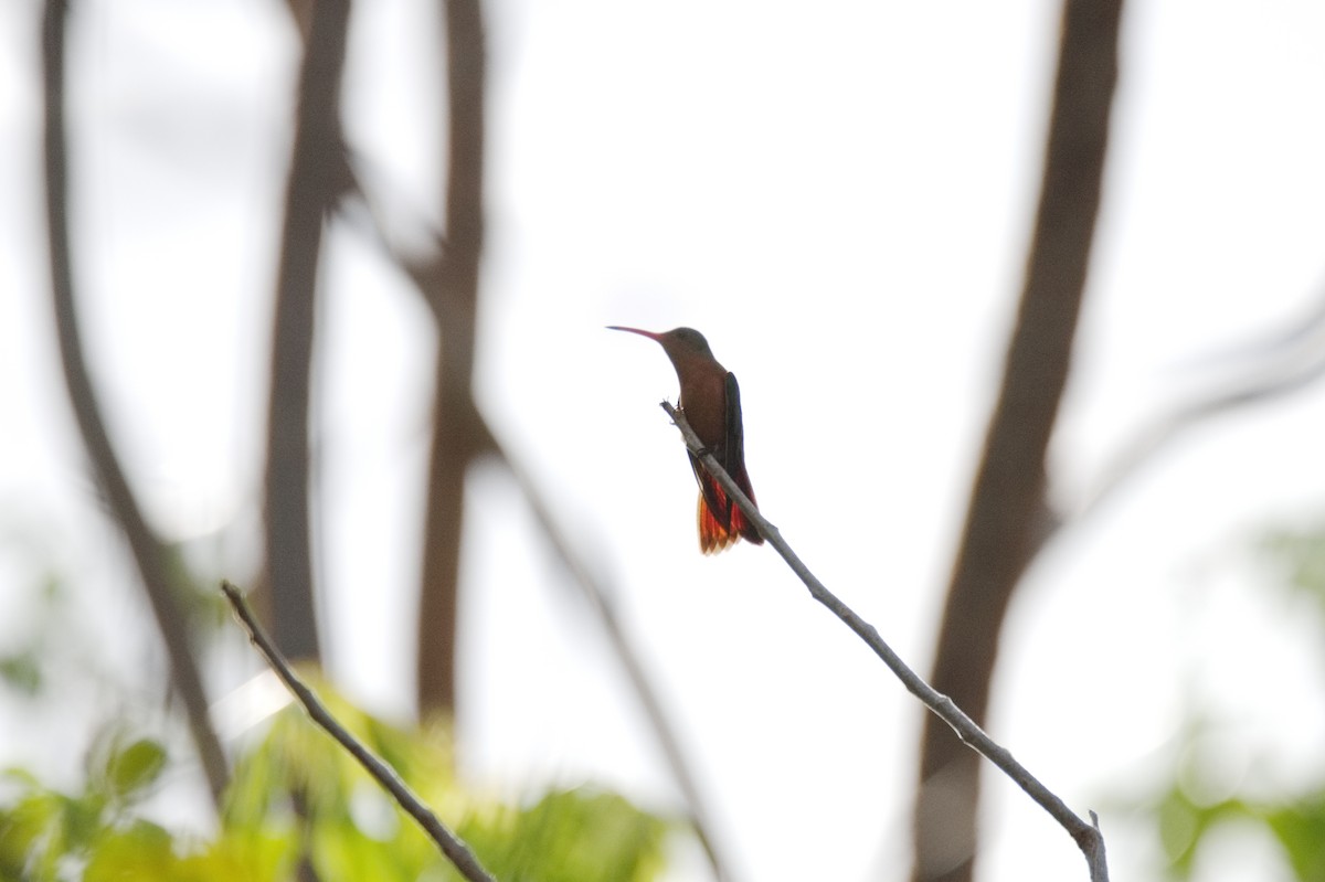 kolibřík ryšavý - ML619921854