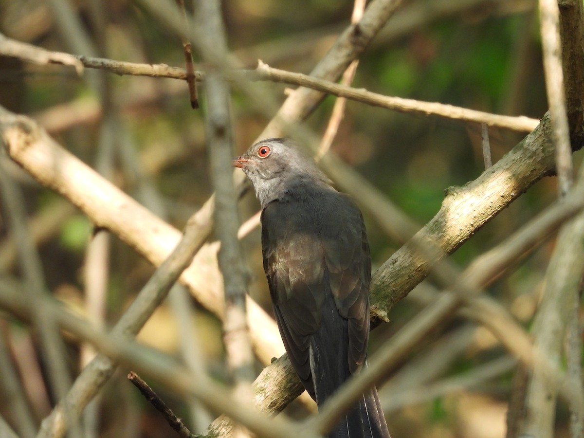 Plaintive Cuckoo - ML619921869