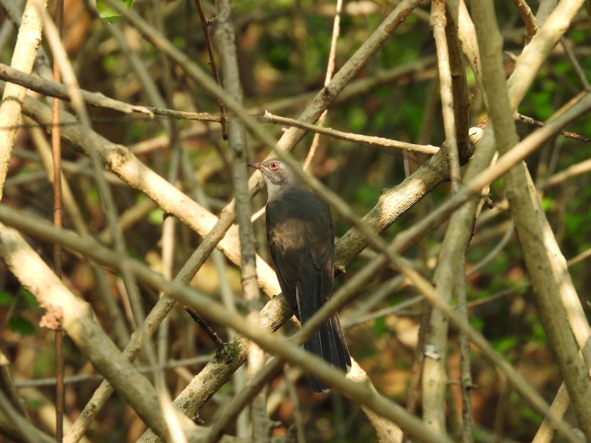 Plaintive Cuckoo - ML619921870