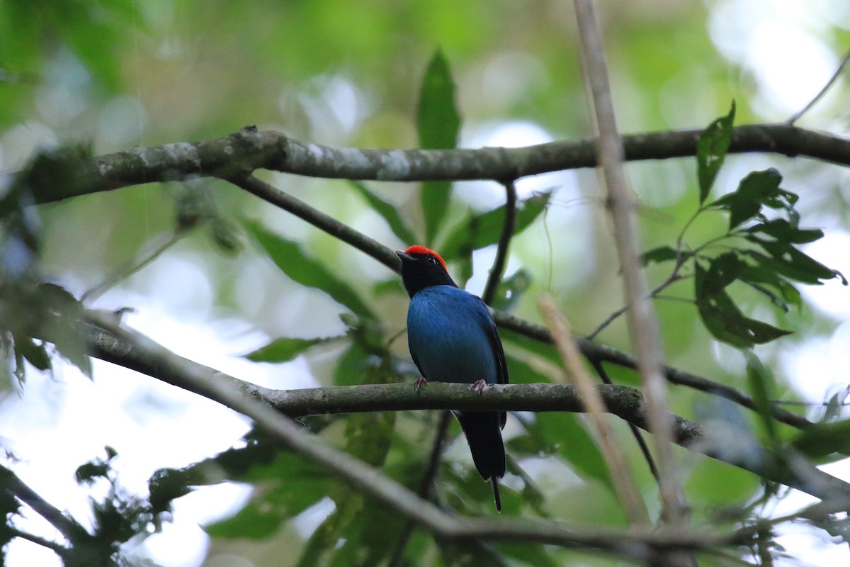 Swallow-tailed Manakin - ML619921885