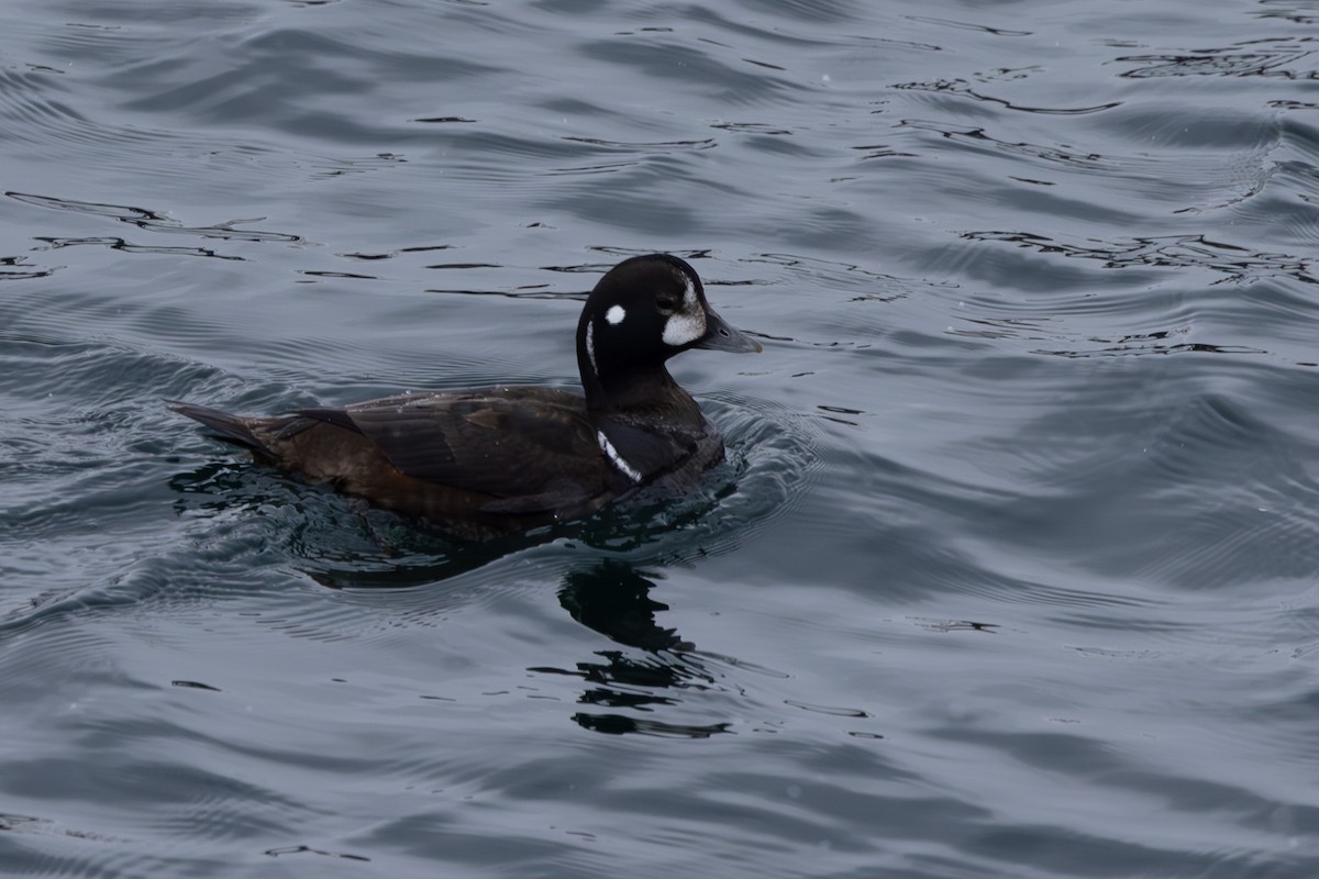 Harlequin Duck - ML619921908