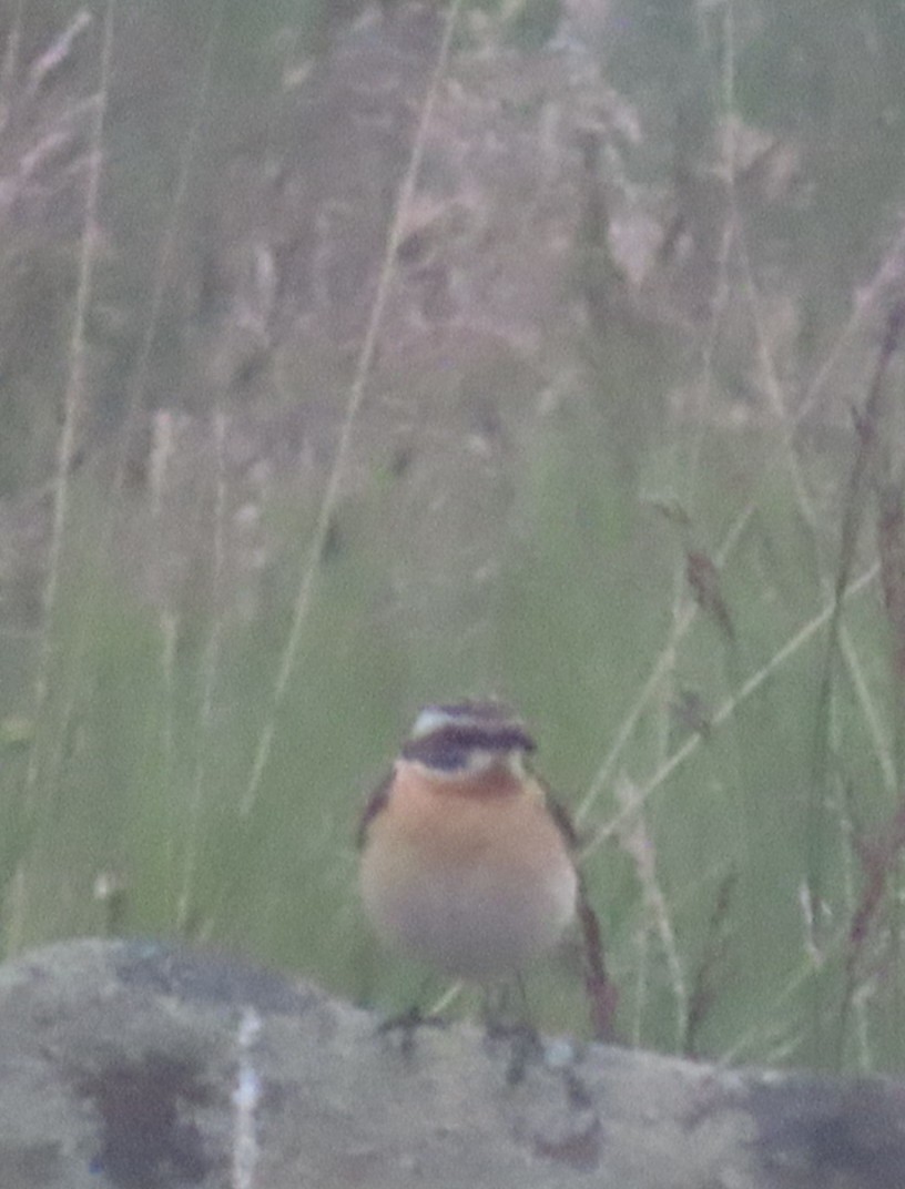 Whinchat - ML619921913
