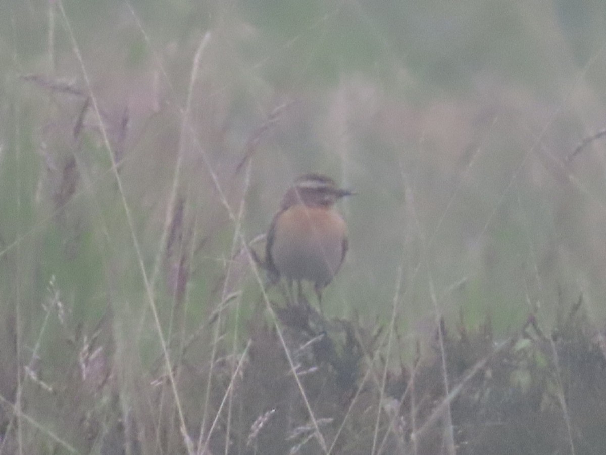 Whinchat - ML619921914