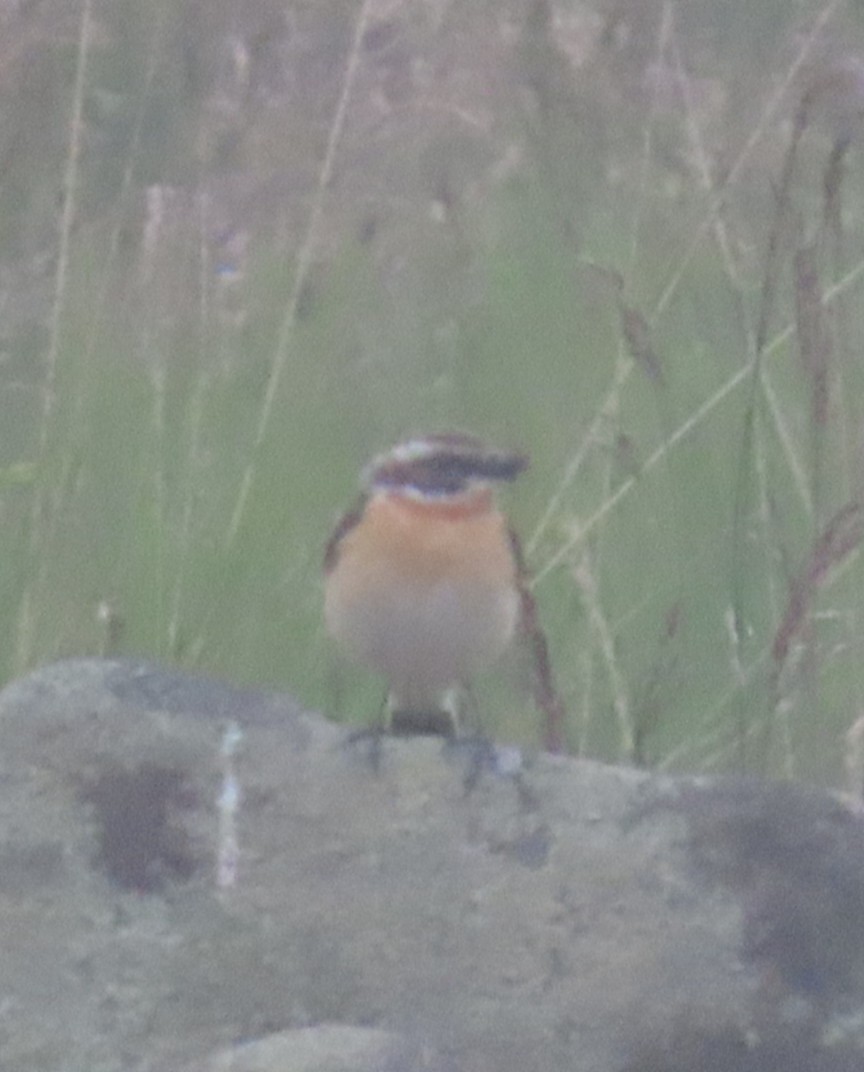 Whinchat - ML619921915