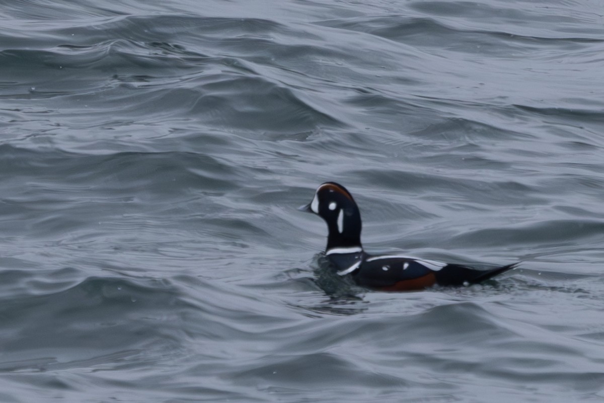 Harlequin Duck - ML619921918