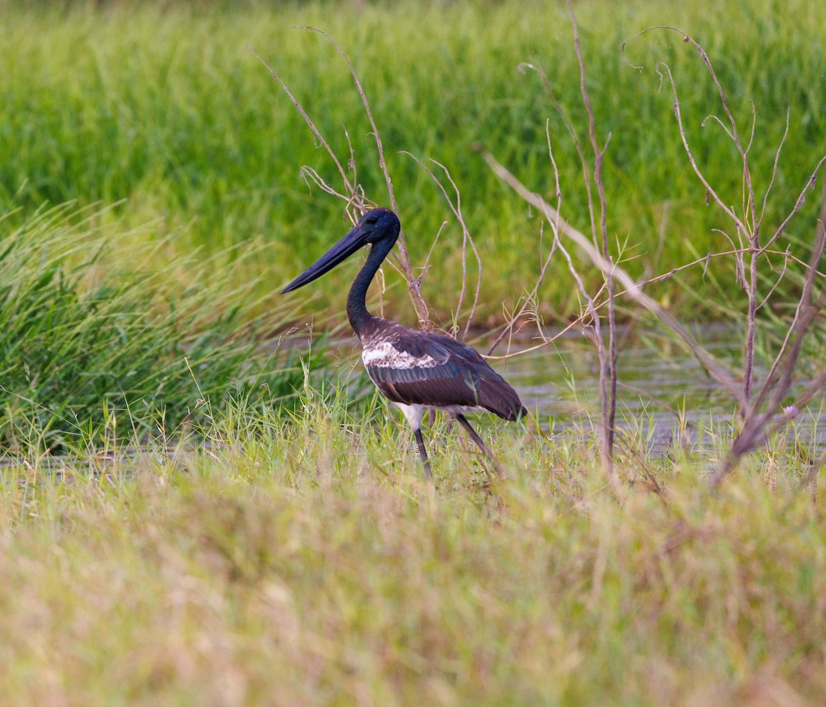 Black-necked Stork - ML619921921