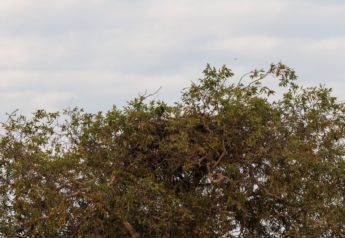 Black-necked Stork - ML619921922