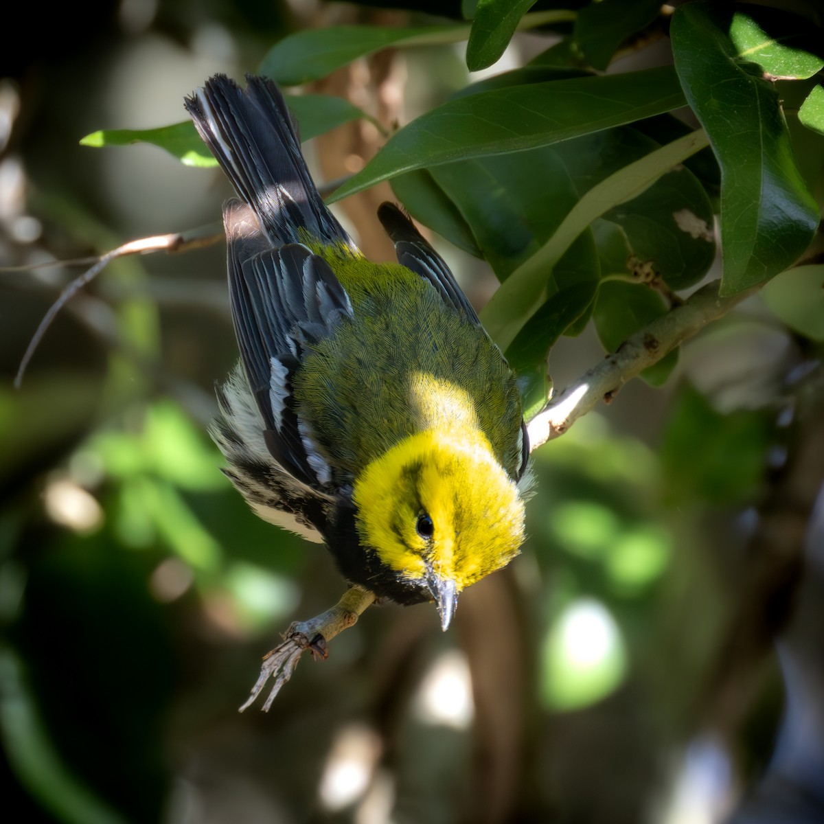 Black-throated Green Warbler - ML619921937
