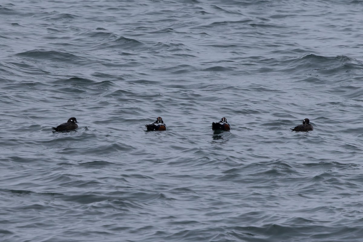 Harlequin Duck - ML619921948