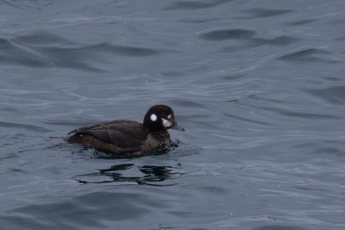 Harlequin Duck - ML619921958