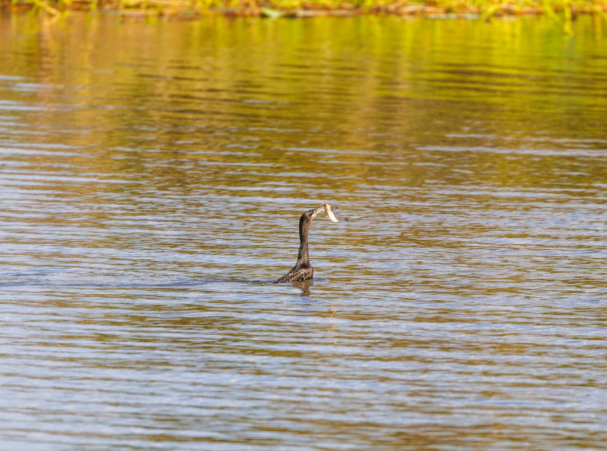 Little Black Cormorant - ML619921965