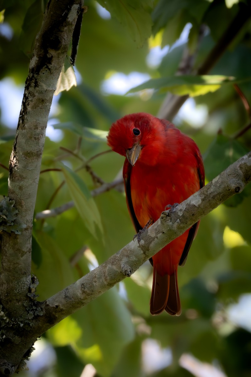 Summer Tanager - ML619921969