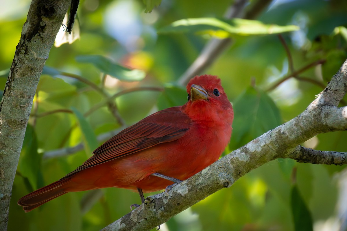 Summer Tanager - ML619921977