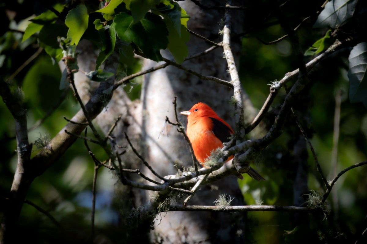 Scarlet Tanager - ML619921999