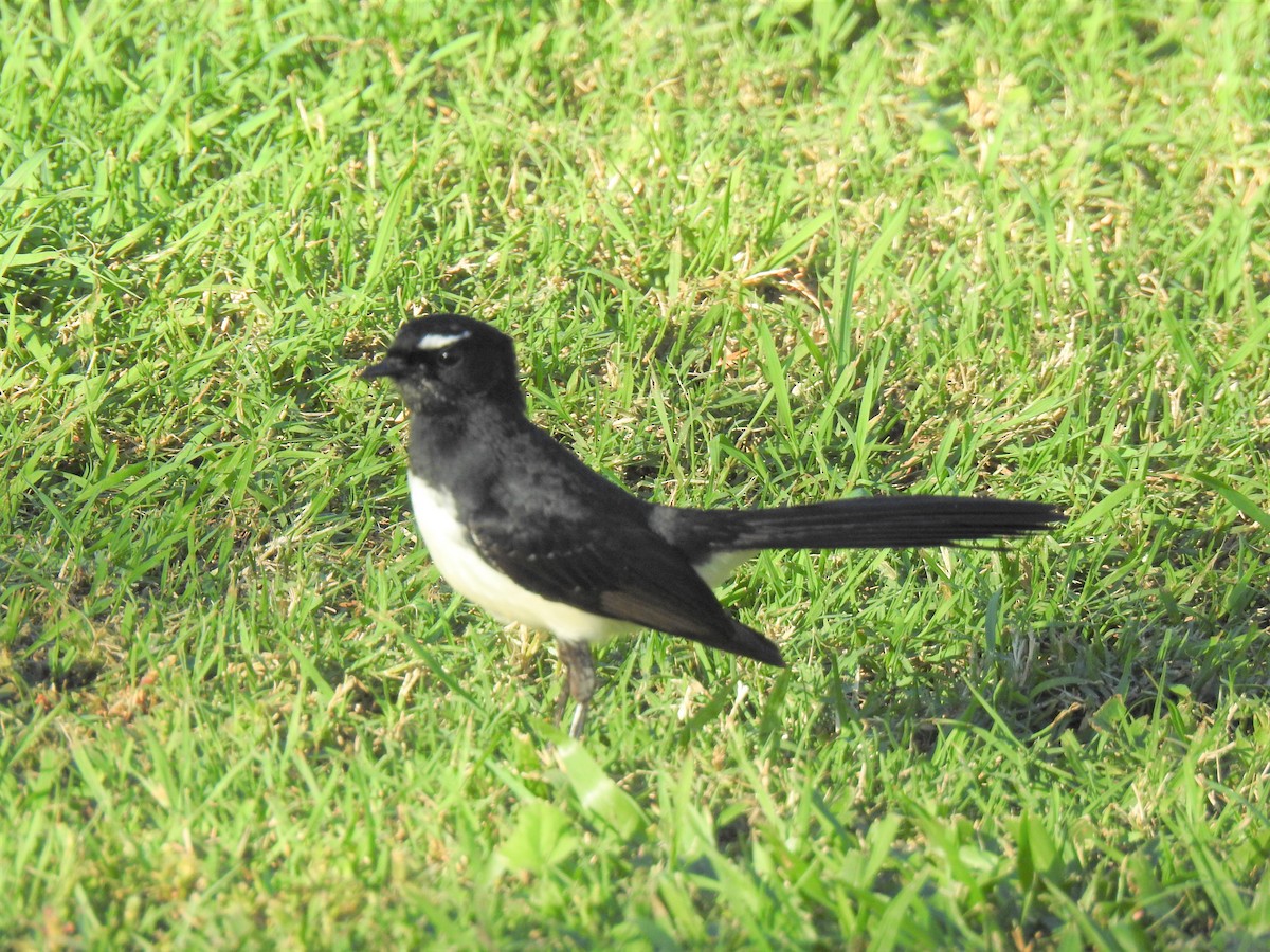 Willie-wagtail - ML619922007