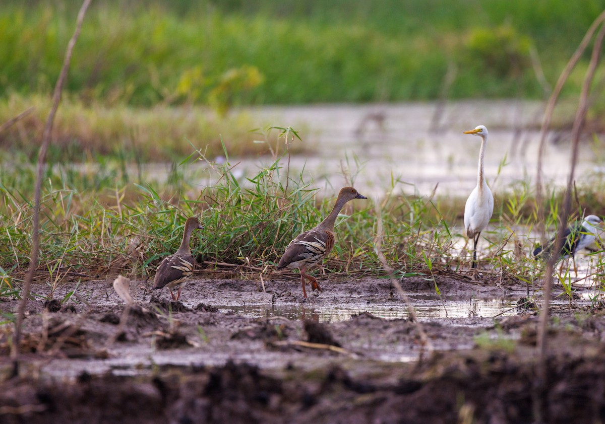 Dendrocygne d'Eyton - ML619922011