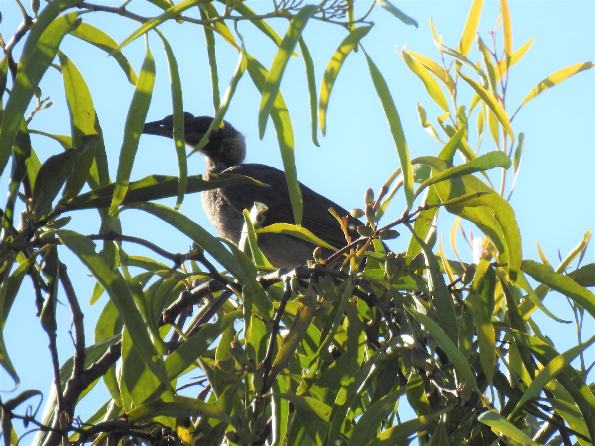 Helmeted Friarbird - ML619922022