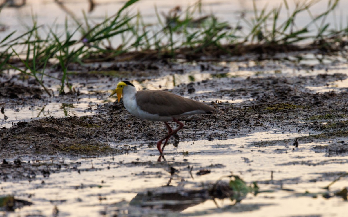 Masked Lapwing - ML619922024