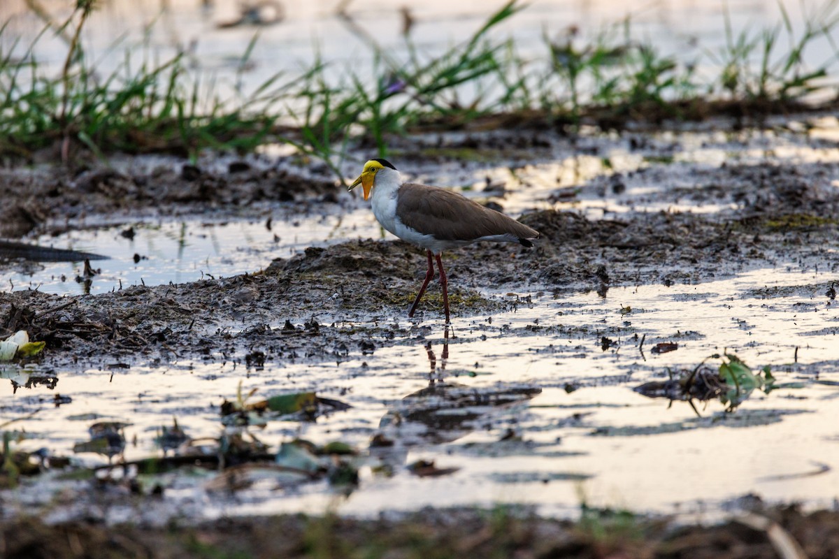 Masked Lapwing - ML619922025