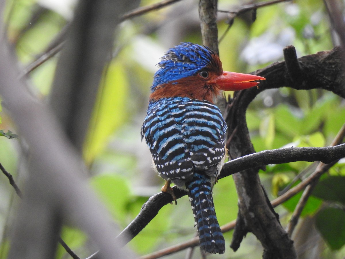 Banded Kingfisher (Banded) - ML619922029