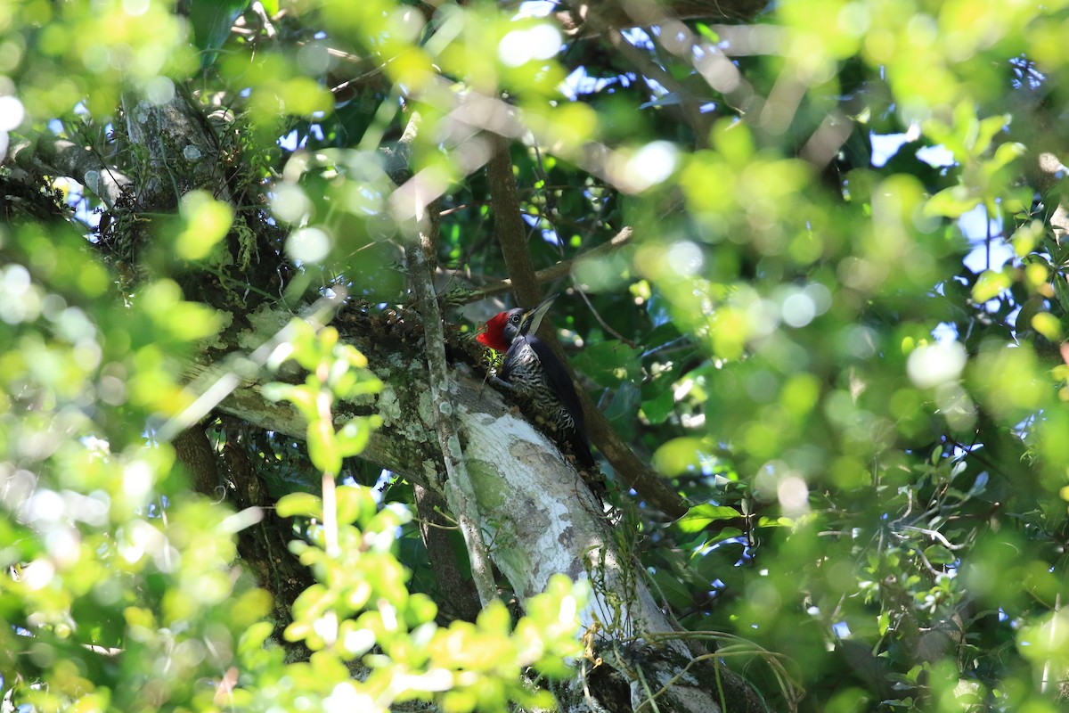 Lineated Woodpecker - ML619922036