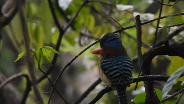 Banded Kingfisher (Banded) - ML619922039