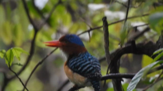 Banded Kingfisher (Banded) - ML619922041