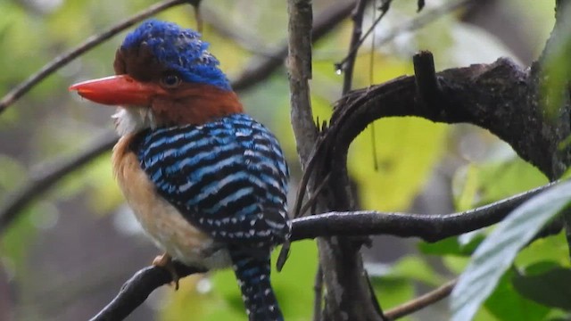 Banded Kingfisher (Banded) - ML619922042