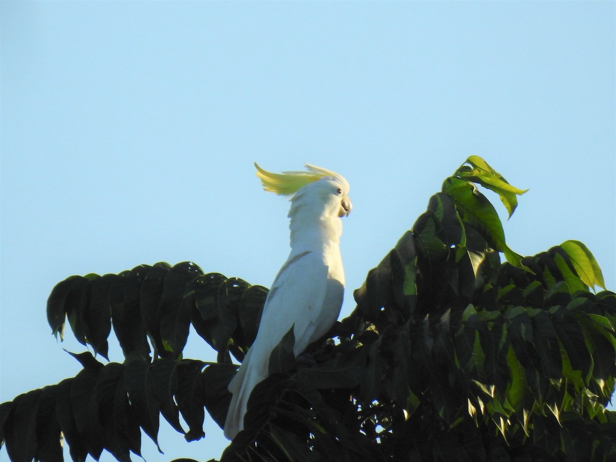 Sulphur-crested Cockatoo - ML619922043