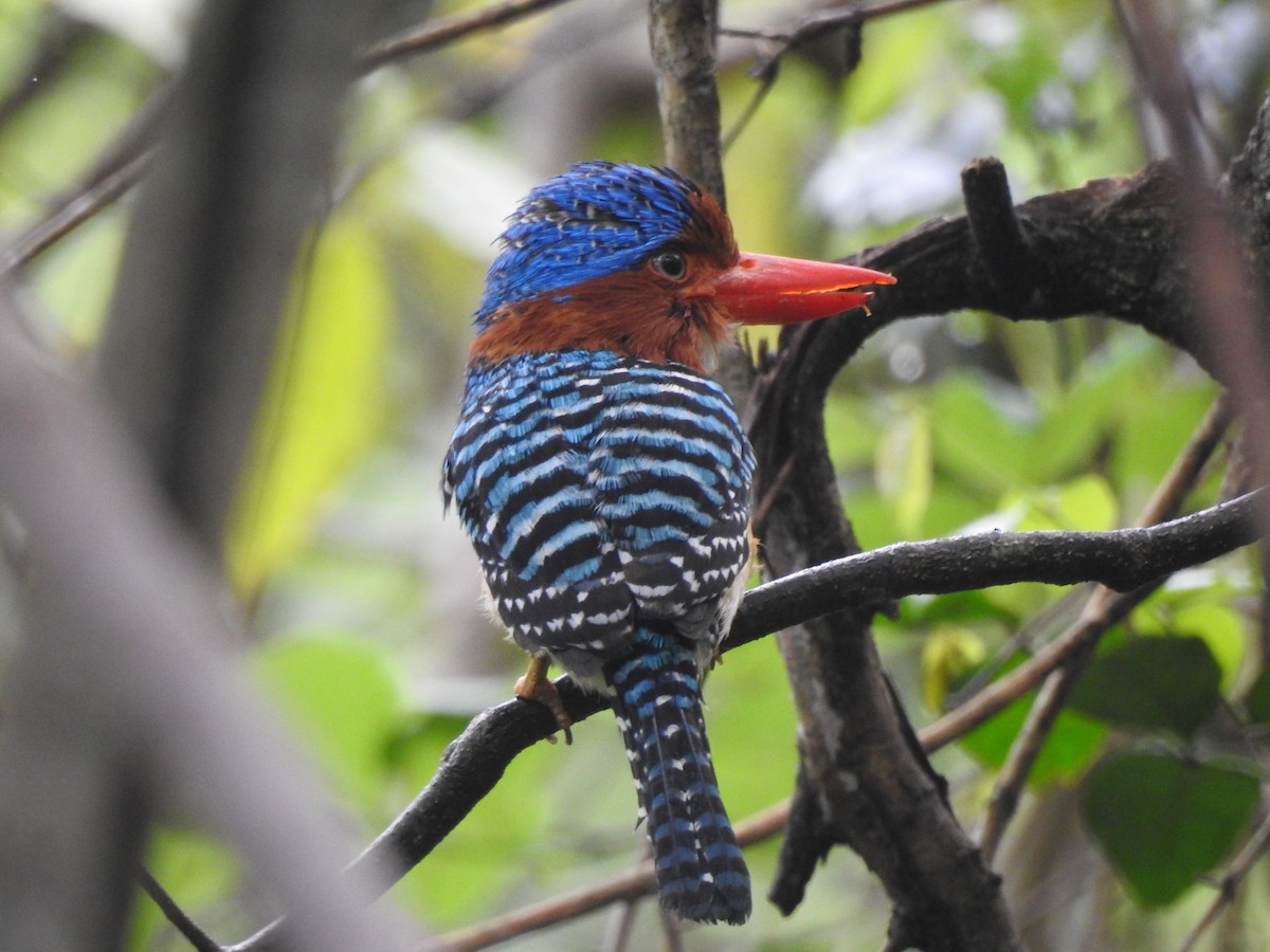Banded Kingfisher (Banded) - ML619922044