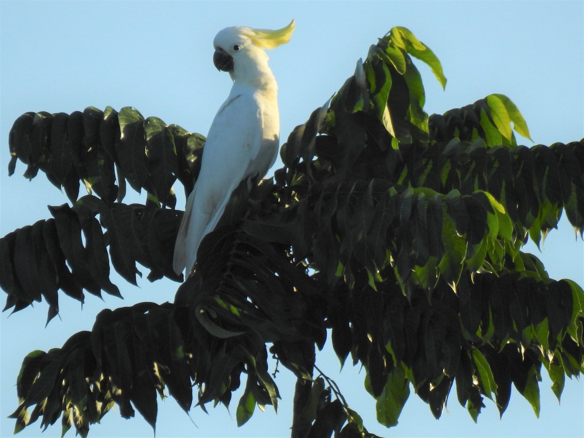 Cacatúa Galerita - ML619922045