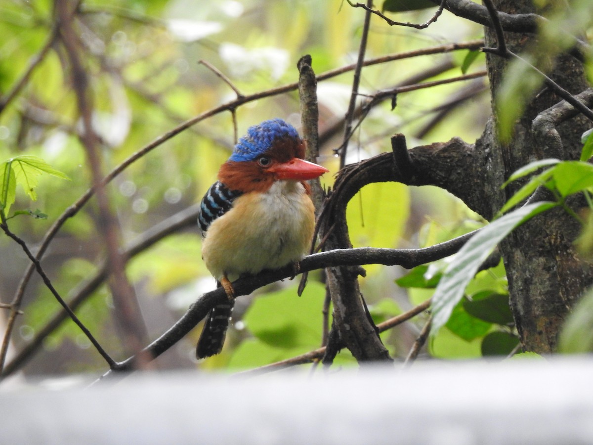 Banded Kingfisher (Banded) - ML619922050