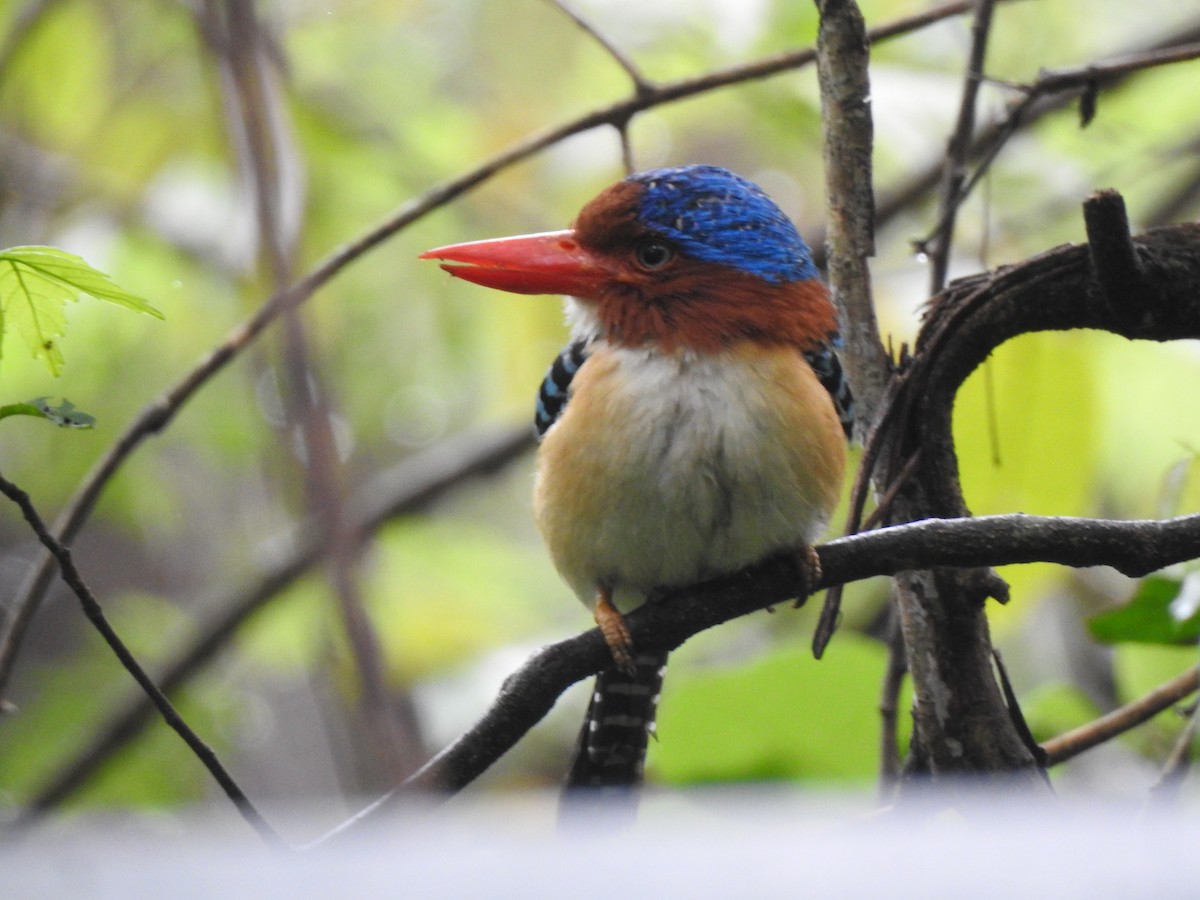 Banded Kingfisher (Banded) - ML619922051