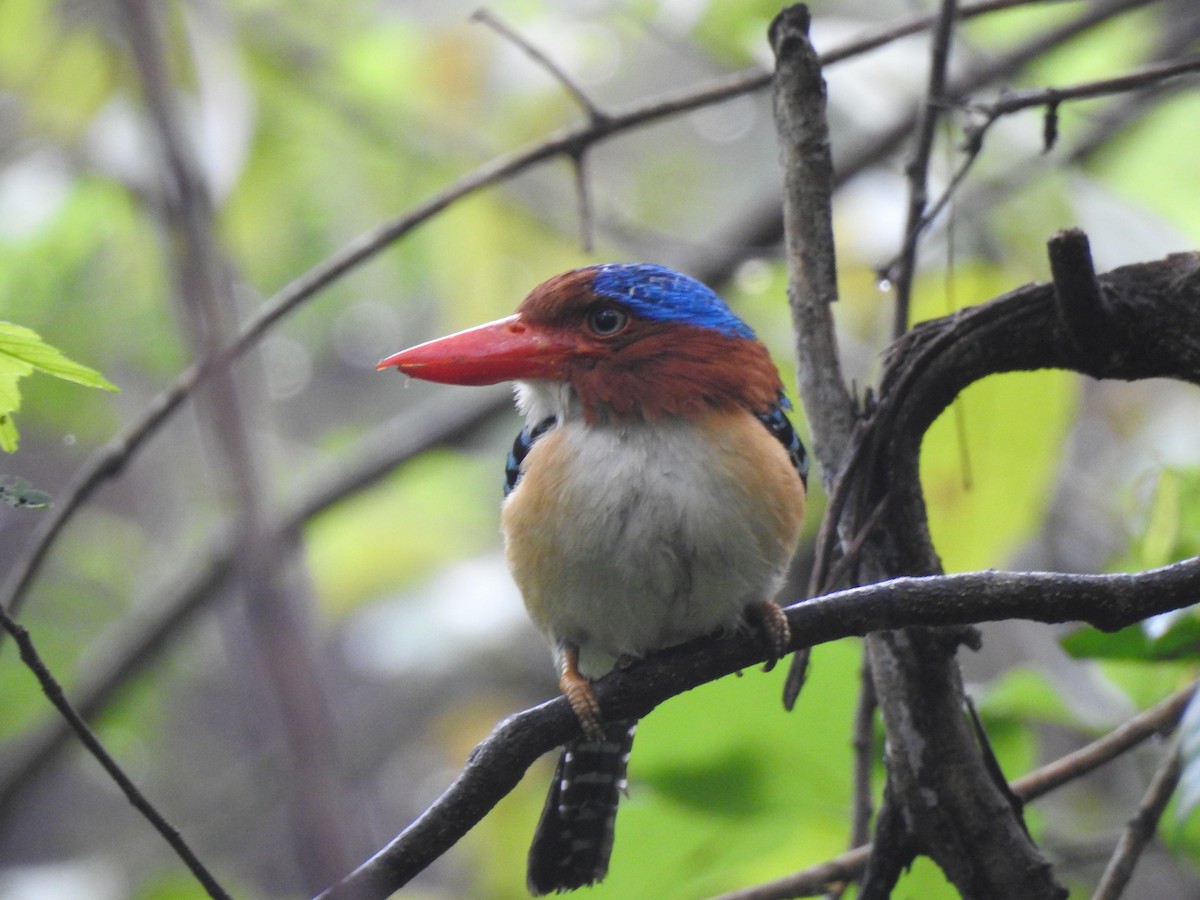 Banded Kingfisher (Banded) - ML619922052