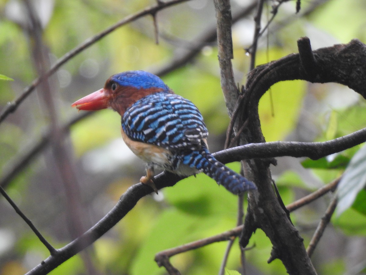 Banded Kingfisher (Banded) - ML619922053