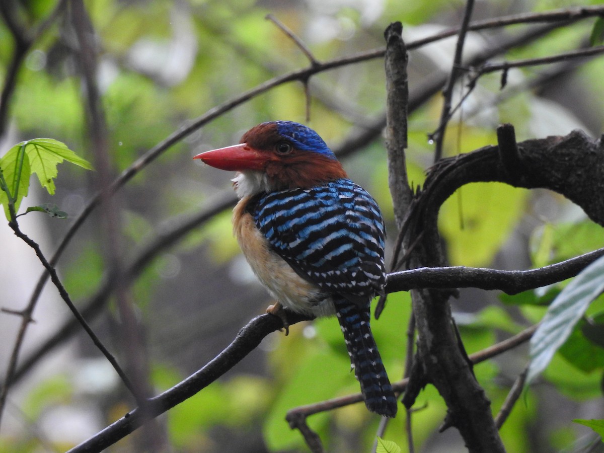 Banded Kingfisher (Banded) - ML619922054