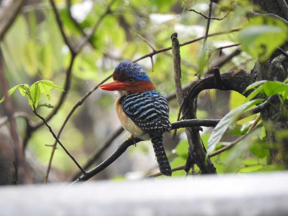 Banded Kingfisher (Banded) - ML619922055